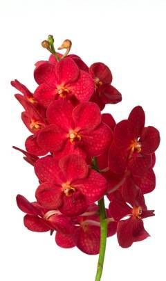 Vanda Red Magic