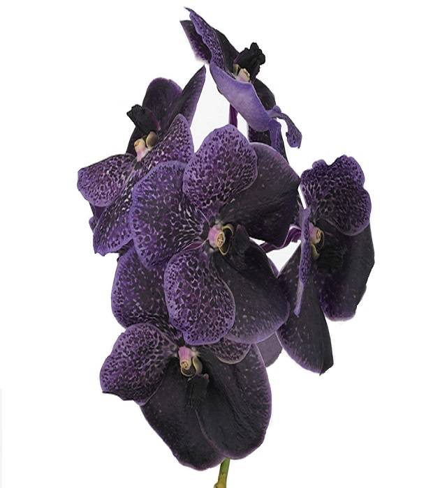 Vanda Robert's Delight 'Black Purple Beauty'