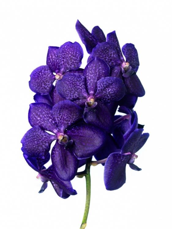Vanda Tayanee Blue