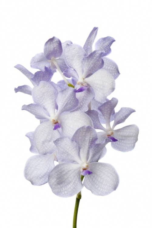 Vanda Tayanee White