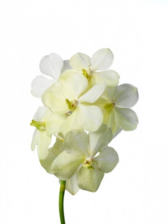 Vanda 'White Magic'