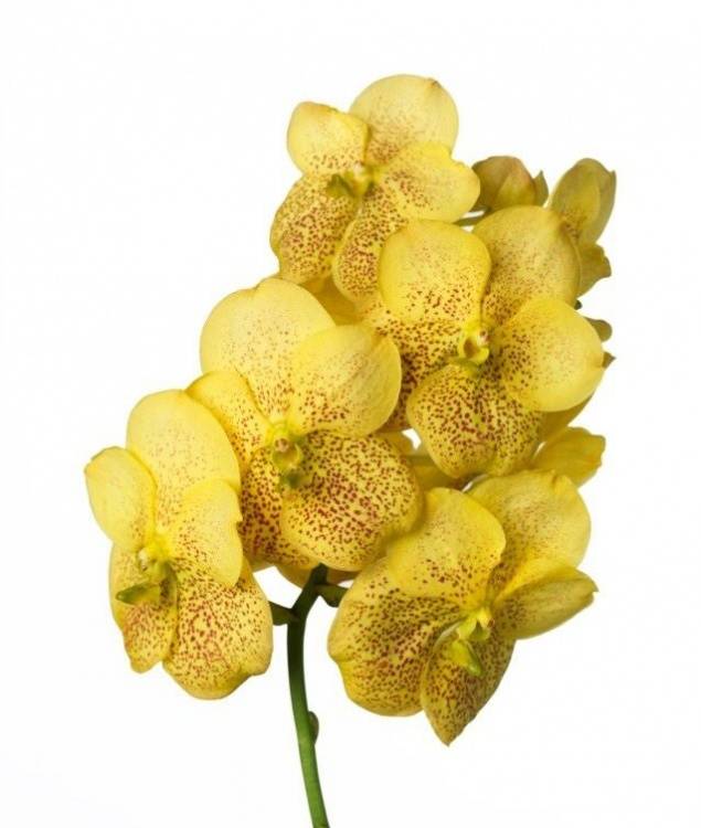 Vanda Yellow Magic
