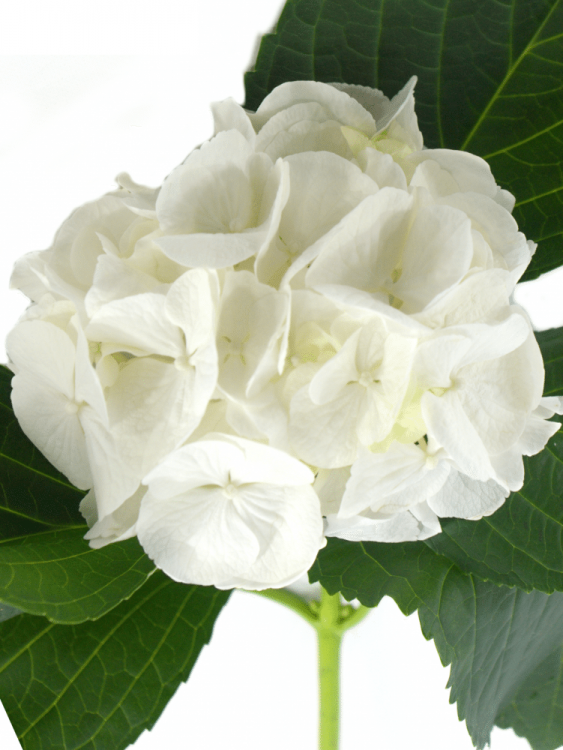 Hydrangea macrophylla 'Schneeball'