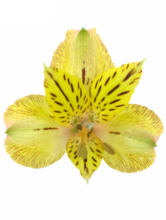 Alstroemeria Lemon