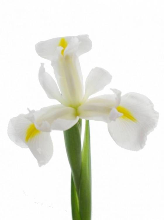 Iris (Hollandse Iris Grp) 'Casablanca'