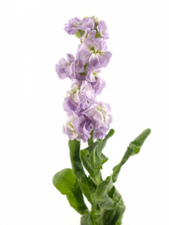 Matthiola incana 'Figaro Light Rose'