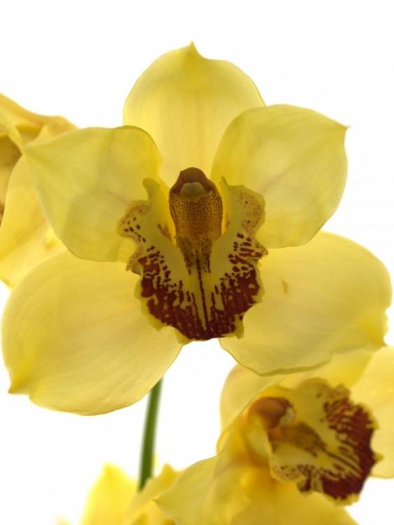Cymbidium grootbloemig per tak Yellow River 'Esther'