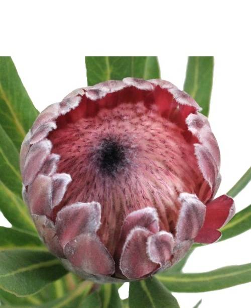 Protea cynaroides 'Madiba'