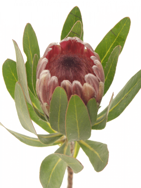 Protea 'Lancelot'