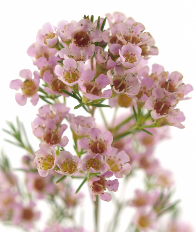 Chamelaucium uncinatum 'Wendy Rose'