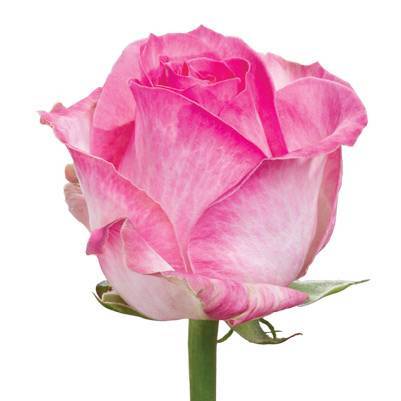  Роза Candy Avalanche