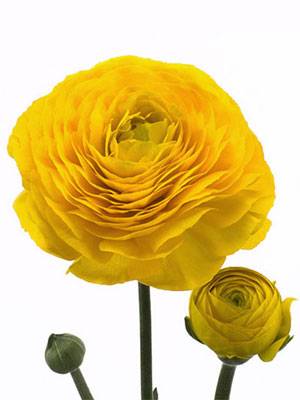 Ranunculus asiaticus 'Elegance Yellow'