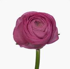 Ranunculus asiaticus 'Mistral Pink'