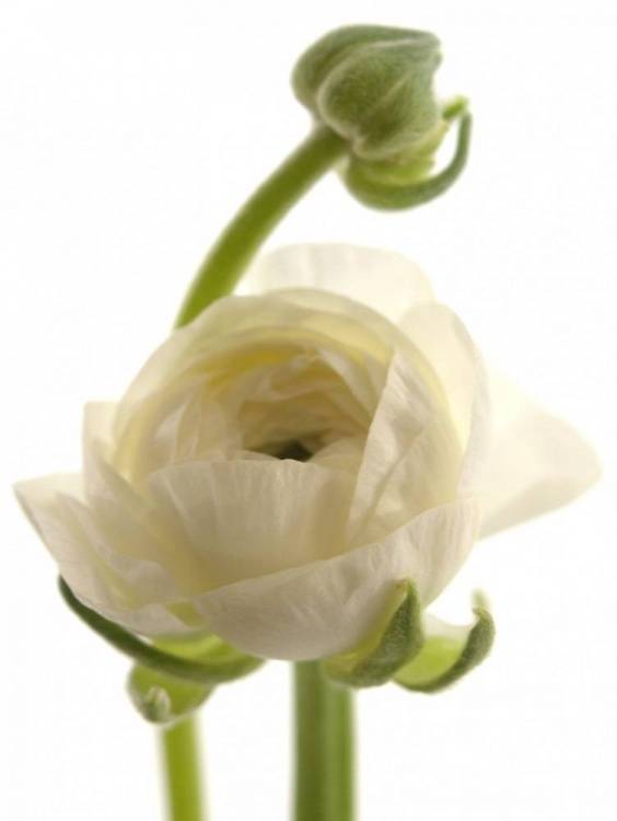 Ranunculus asiaticus Success White