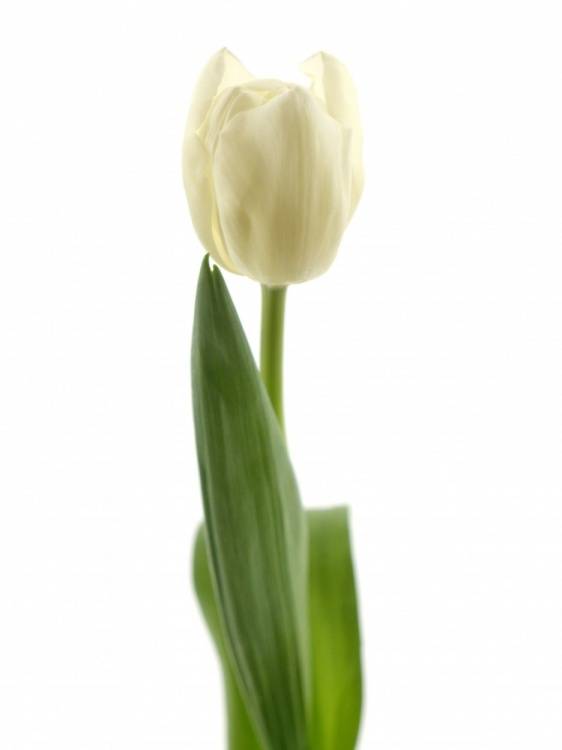 Tulipa Triumf Grp enkel 'Freebird'
