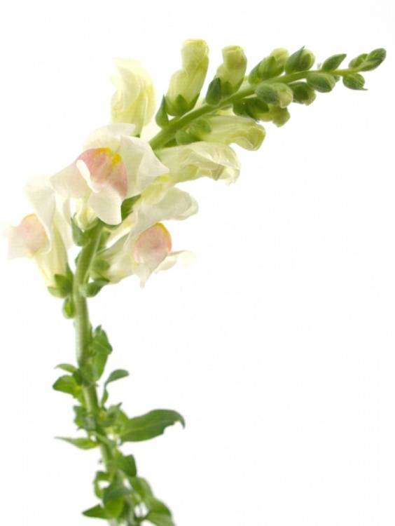 Antirrhinum majus 'Potomac White'