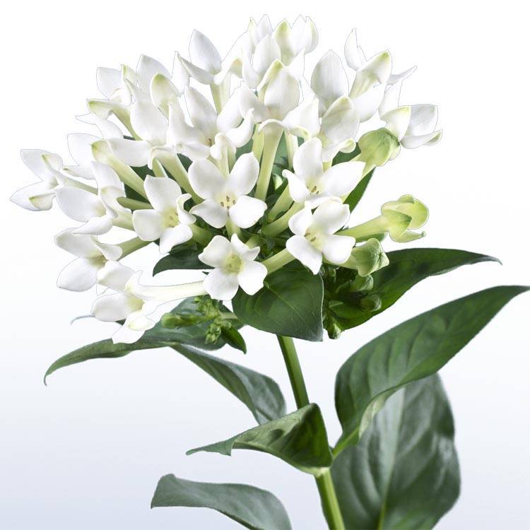Bouvardia enkelbloemig 'Royal White Verde'
