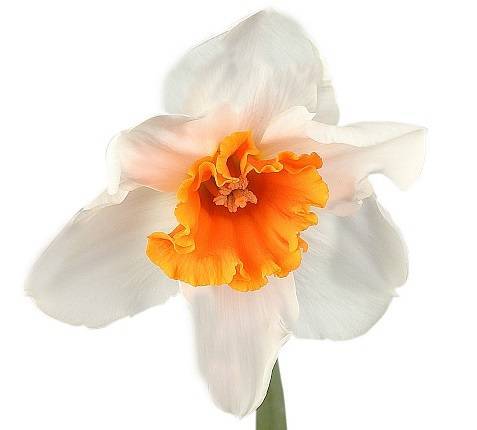 Narcissus Grootkronige Grp met blad 'Ice Follies'
