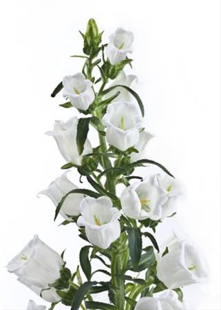 Campanula medium 'Champion Lavender'