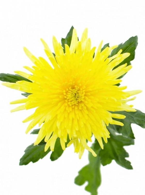 Chr G Anastasia Sunny