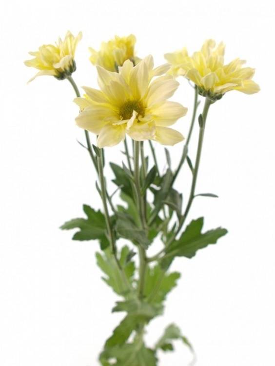 Chr T 'Bacardi Cream'