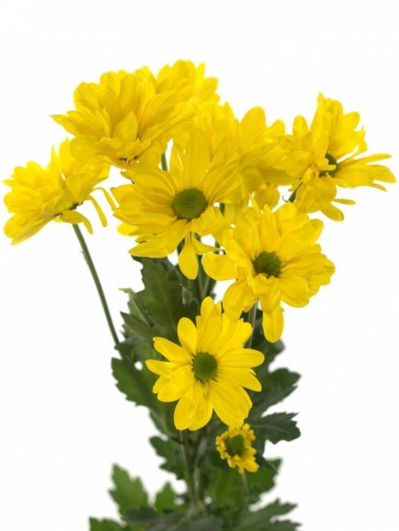 Chrysanthemum Indicum Grp tros kas Celebrate