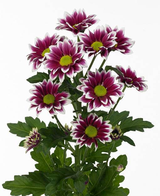 Chrysanthemum Indicum Grp tros kas Haydar