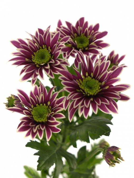 Chrysanthemum Indicum Grp tros kas Saba