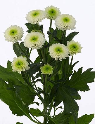 Chrysanthemum Tros Skye