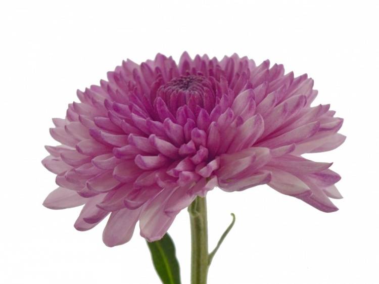 Chrysanthemum Indicum Grp geplozen kas 'Residence'