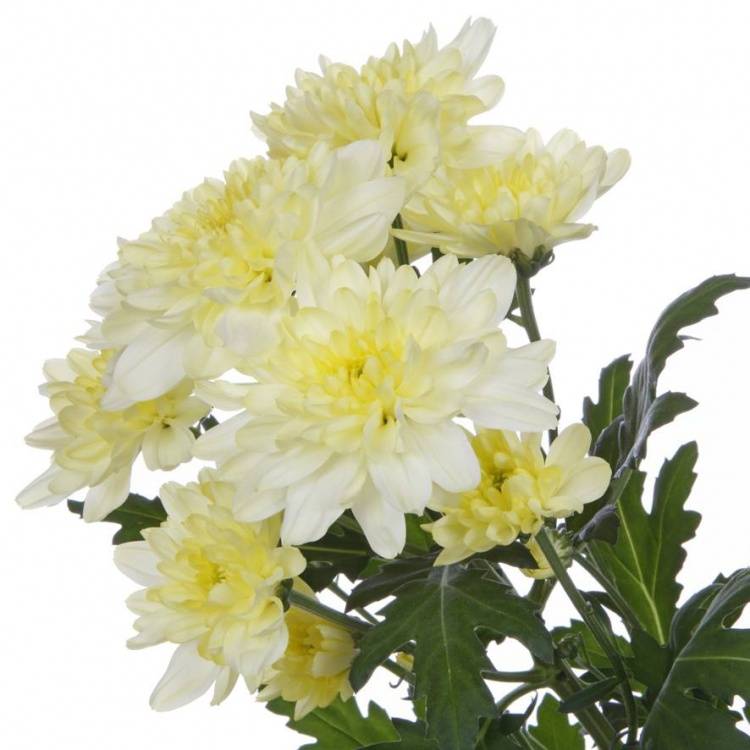 Chrysanthemum Indicum Grp tros kas 'Zembla Cream'