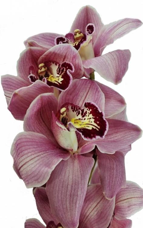Cymbidium grootbloemig per tak gemengd