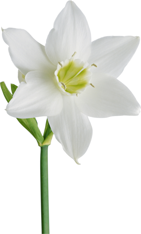 Narcissus Tazetta Grp met blad 'Ziva'