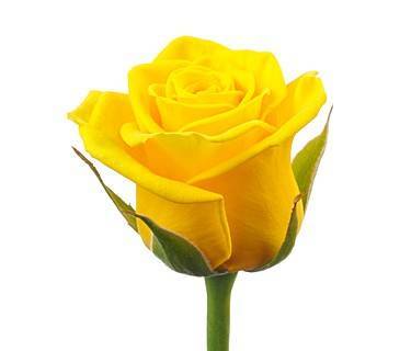 Rosa grootbloemig Golden Ambition