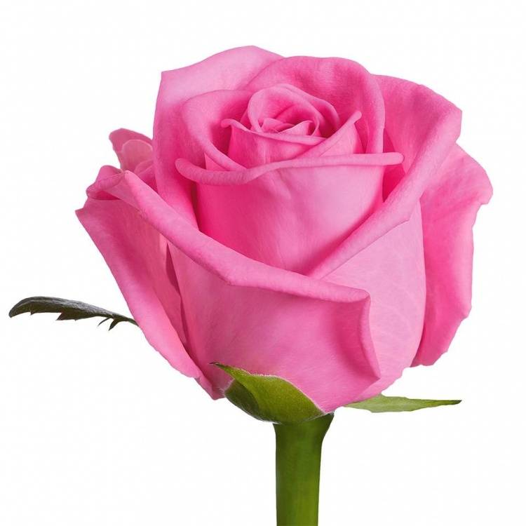 Rosa gr Aqua!