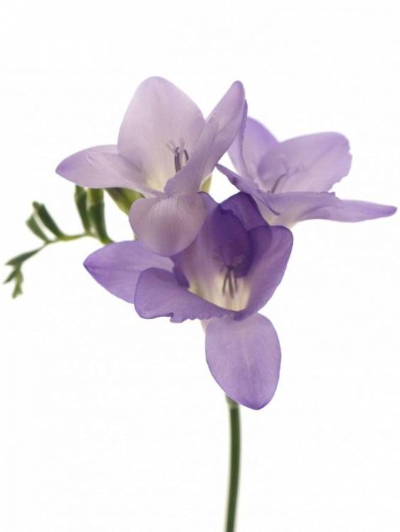 Freesia enkelbloemig Castor