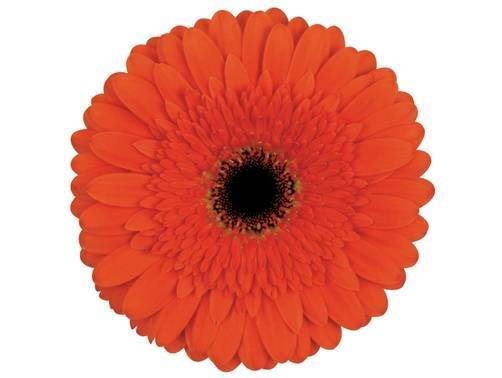Gerbera grootbloemig 'Candela'