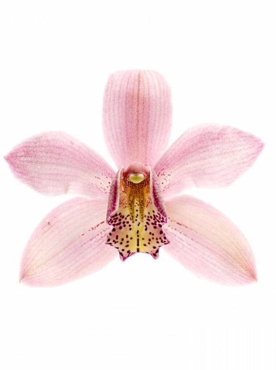 Cymbidium grootbloemig per tak Elliot Rogers 'C290'