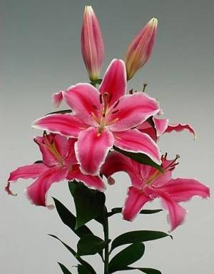 Lilium Oriental Grp 'Marlon'