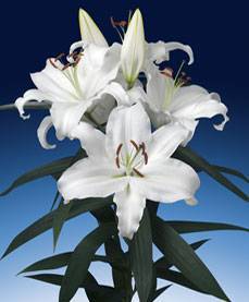 Lilium Or 'Universe'