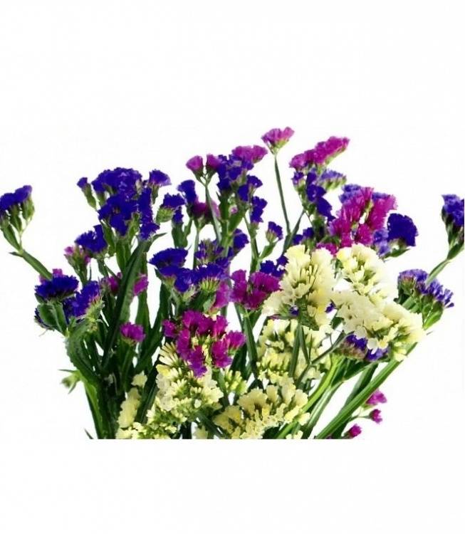 Limonium sinuatum gemengd