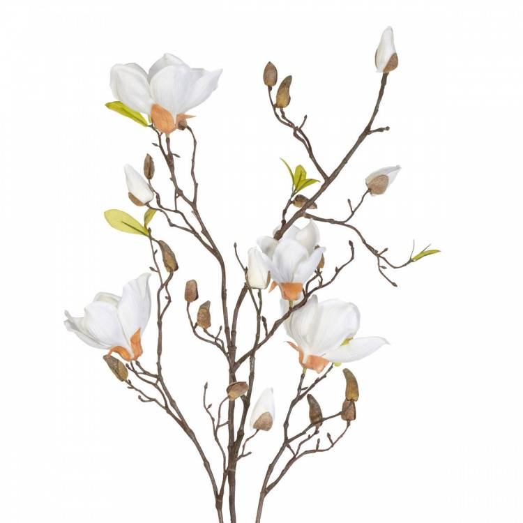 Magnolia grandiflora