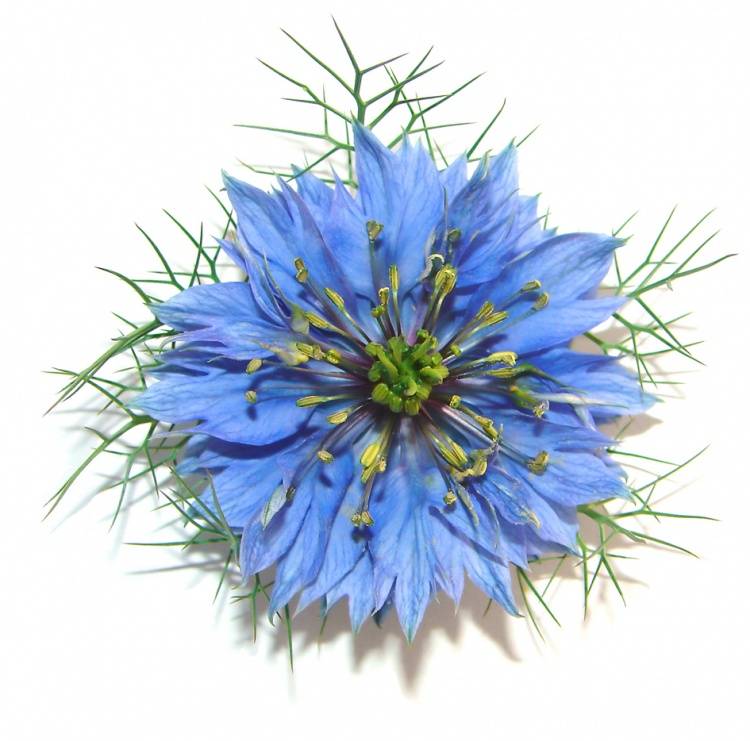 Nigella damascena overig blauw