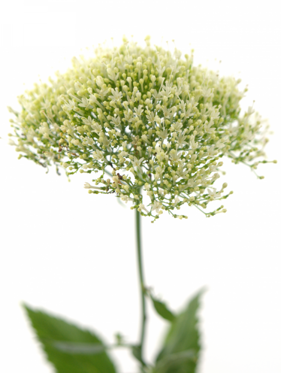 Trachelium caeruleum Supreme White