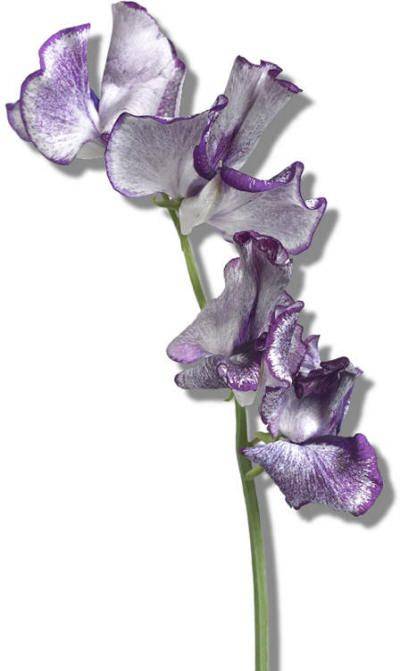 Lathyrus odoratus 'Misty Blue'