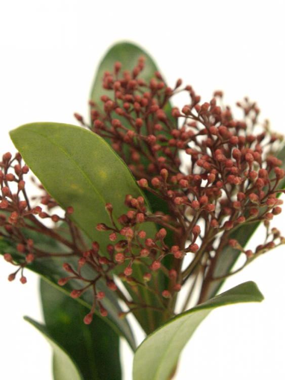 Skimmia per bos japonica 'Rubella'