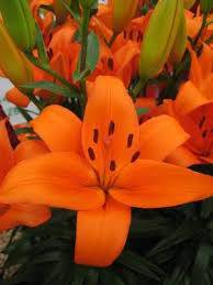Lilium Az 'Bursa'