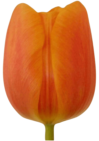 Tulipa Triumf Grp 'Prinses Irene'