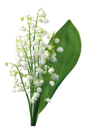Convallaria majalis