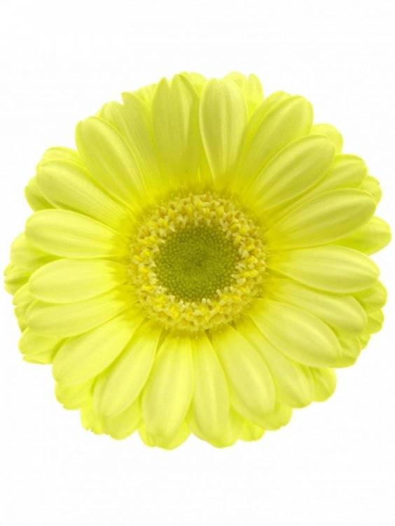 Gerbera mini Lemon Ice